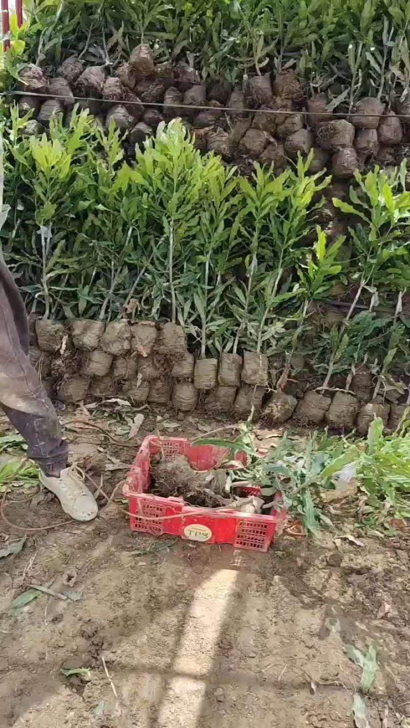 澳洲坚果嫁接苗桂热一号