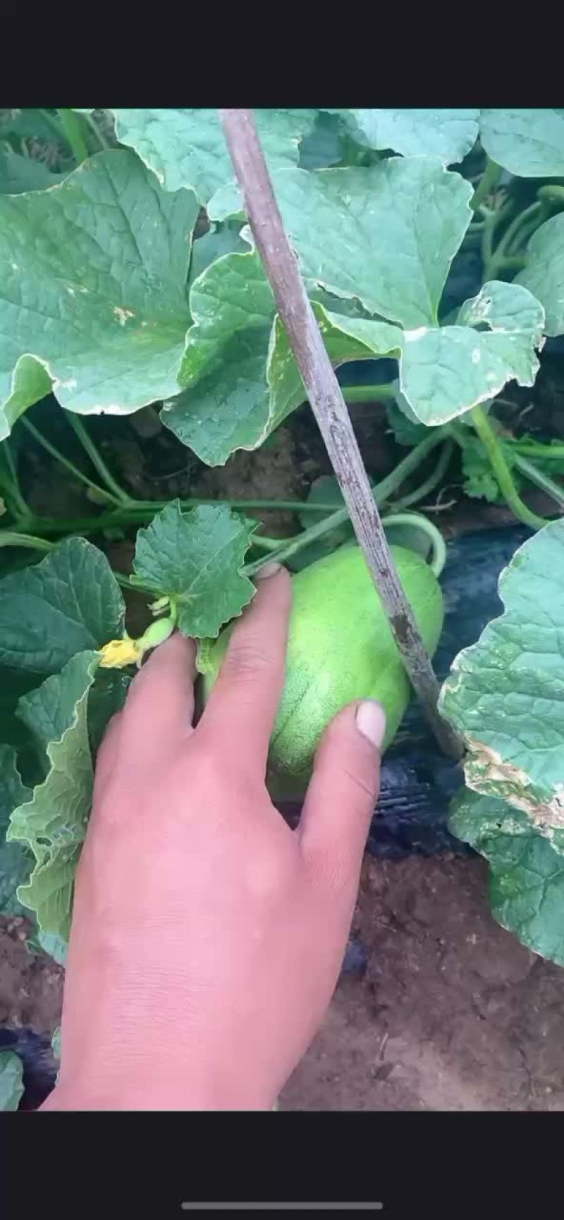 香瓜，甜瓜！