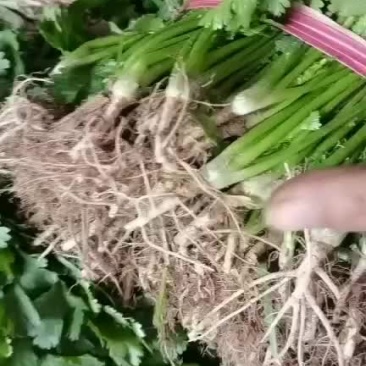 精品香菜
