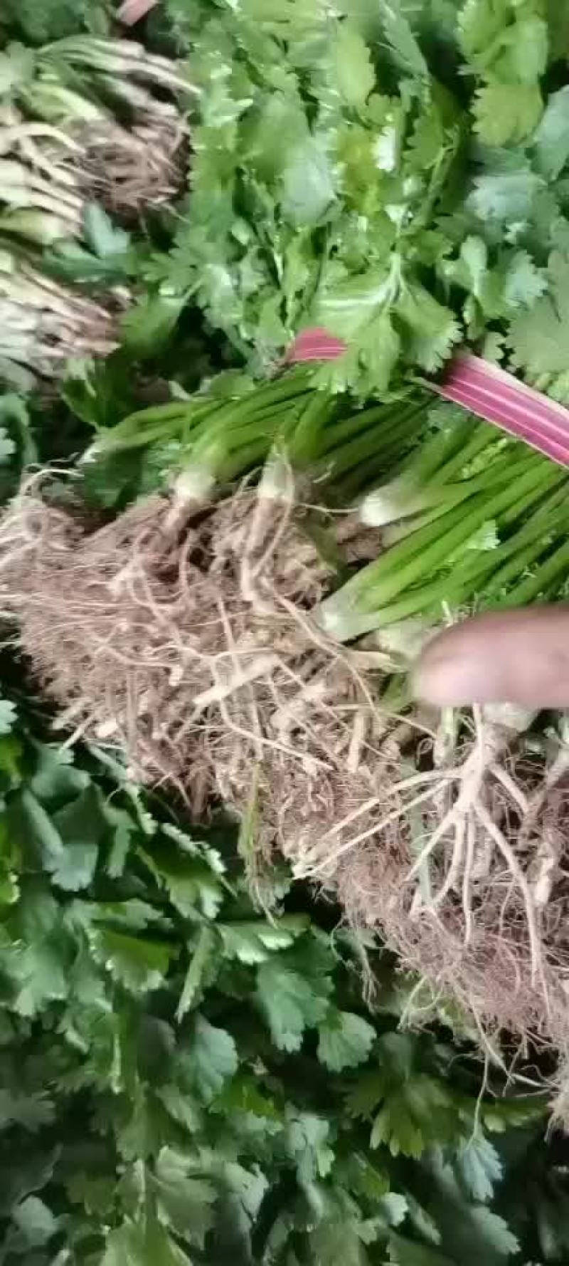 精品香菜