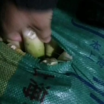 茭白，高笋