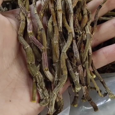 浙江品种铁皮石斛干条芽级微绿无渣味香，胶质粘