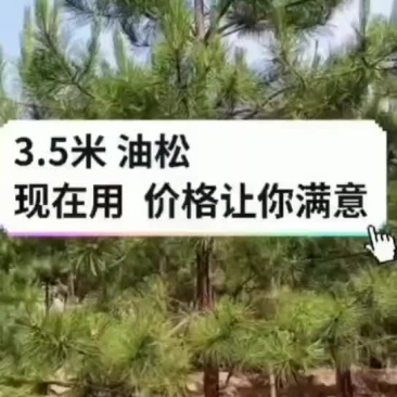 3.5米油松