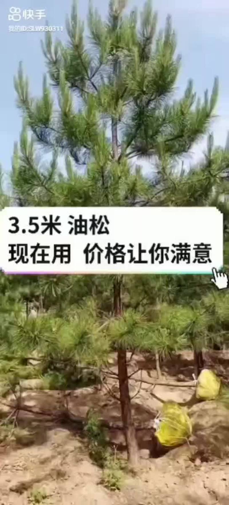 3.5米油松