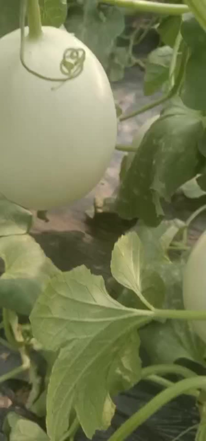 玉姑大量上市中