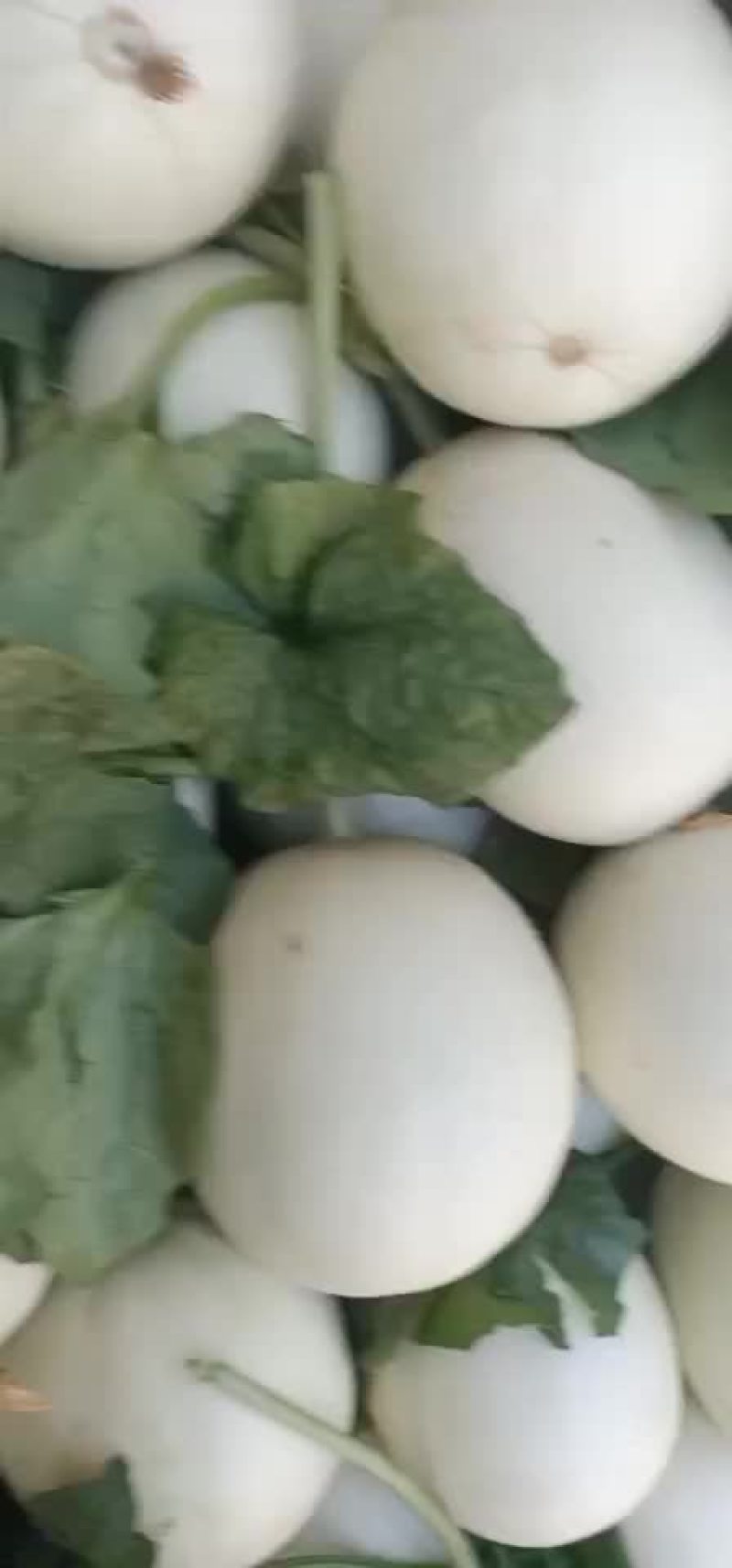 玉姑大量上市中