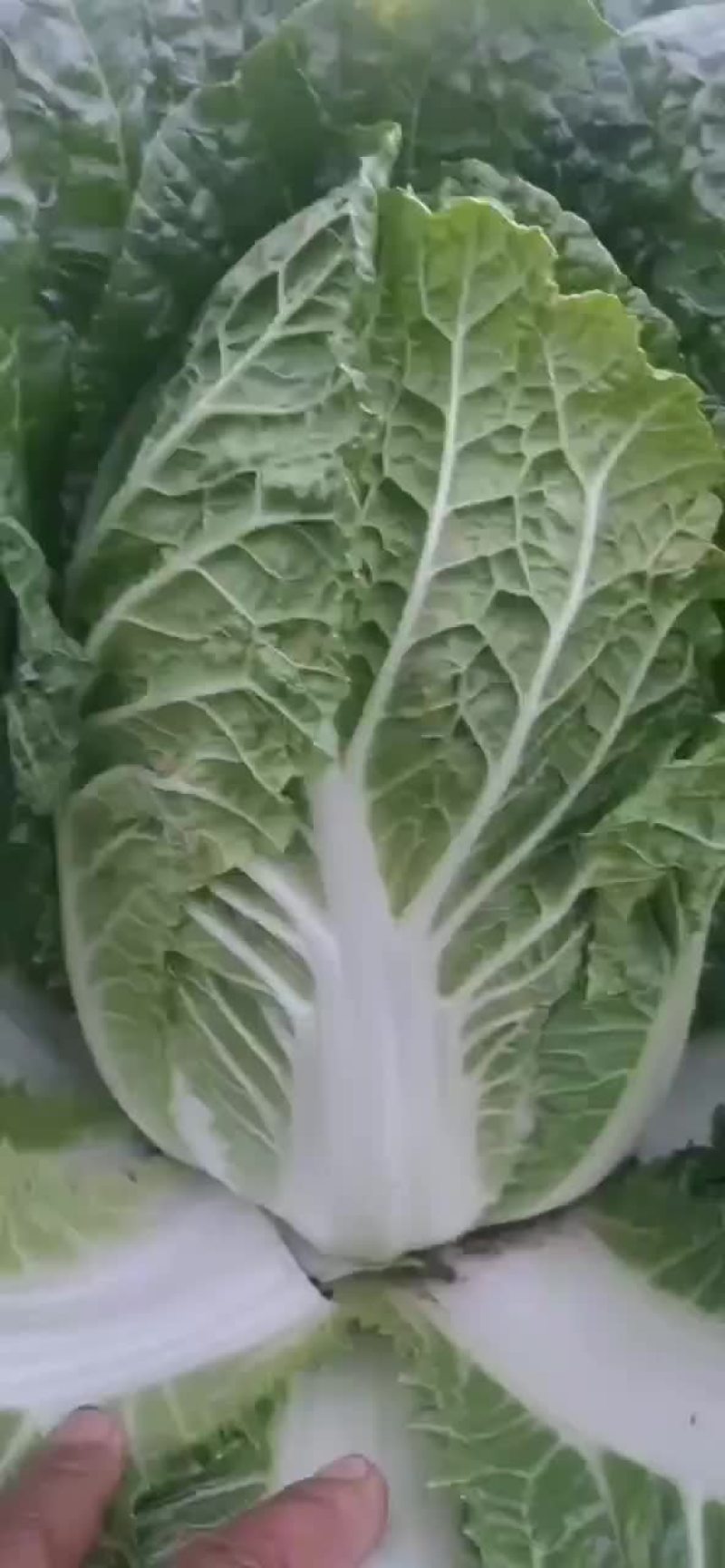 精品白菜，黄心！