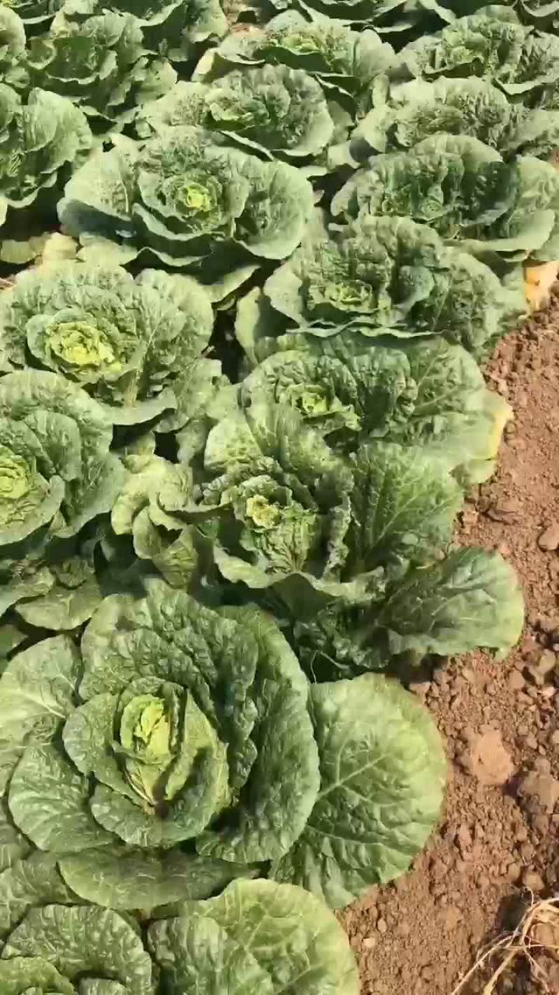 精品白菜，黄心！