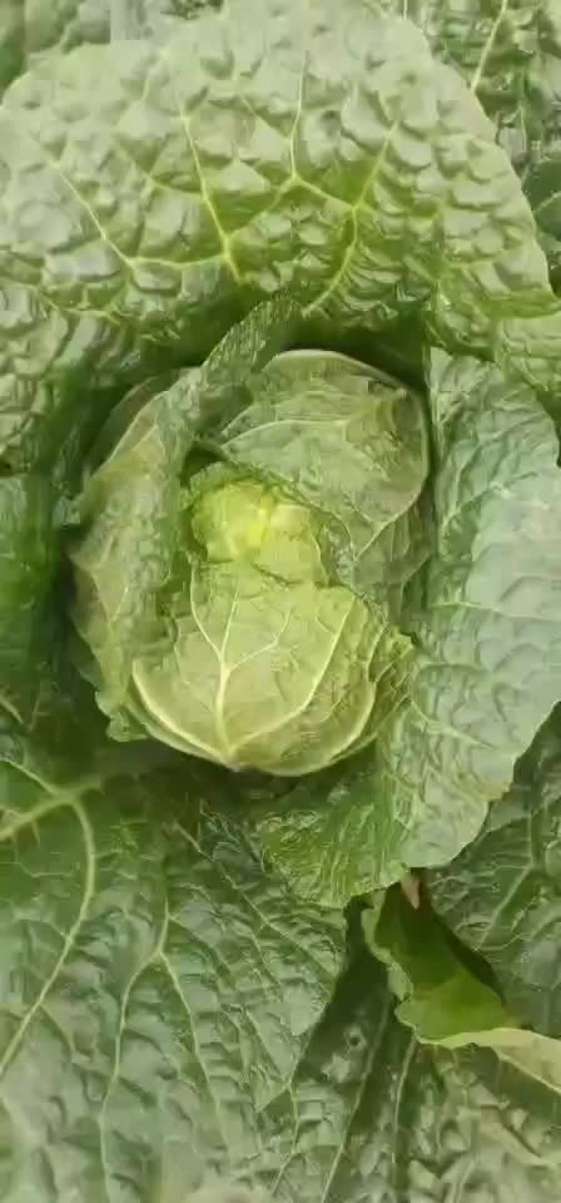 精品白菜，黄心！