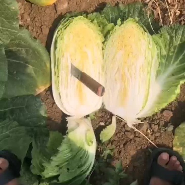 精品白菜，黄心！