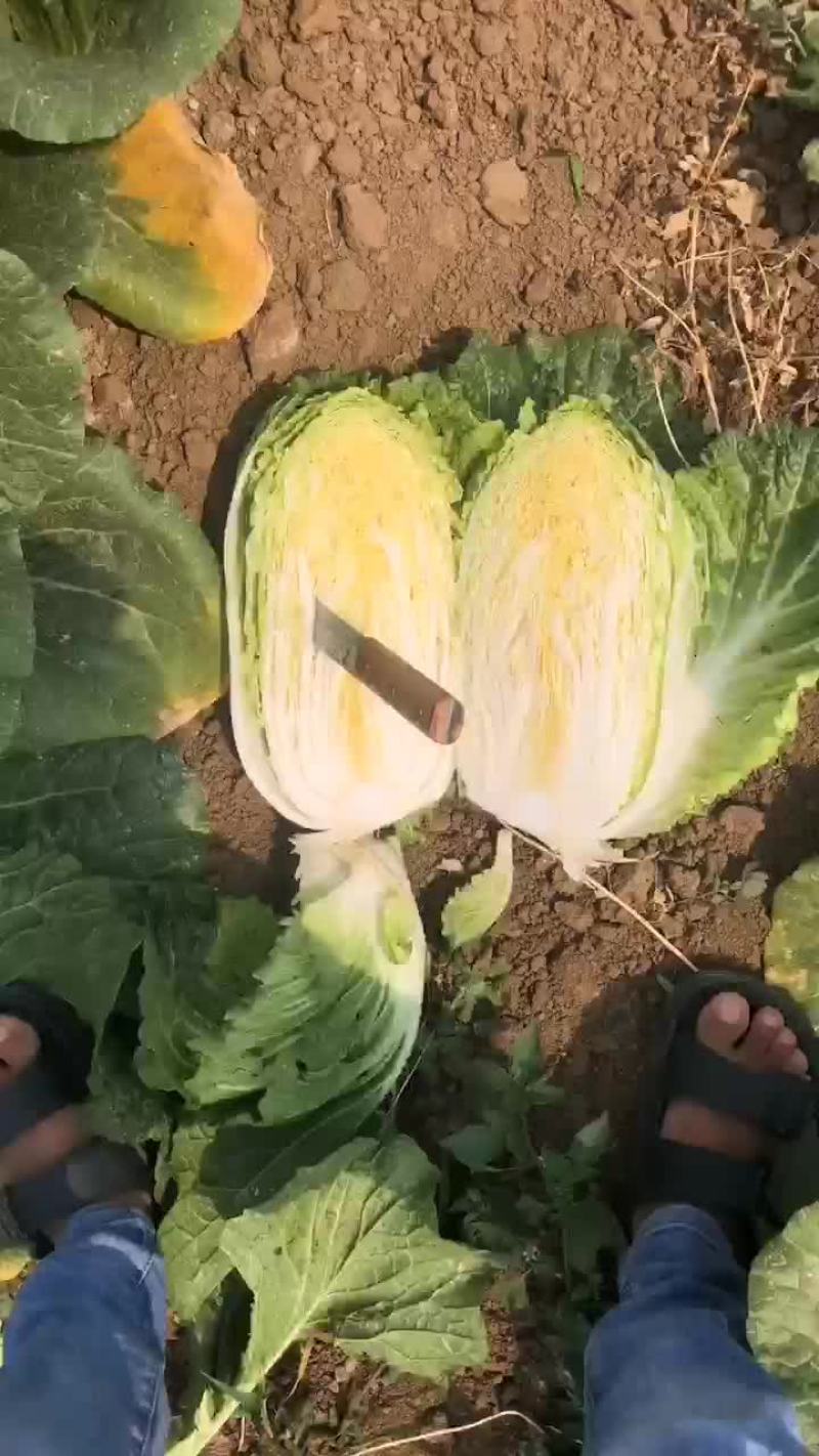 精品白菜，黄心！