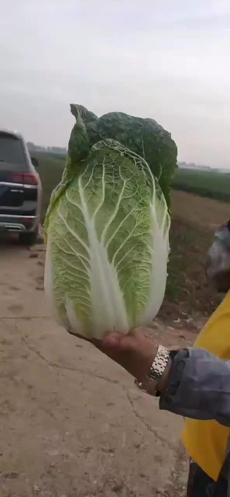 精品白菜，黄心！