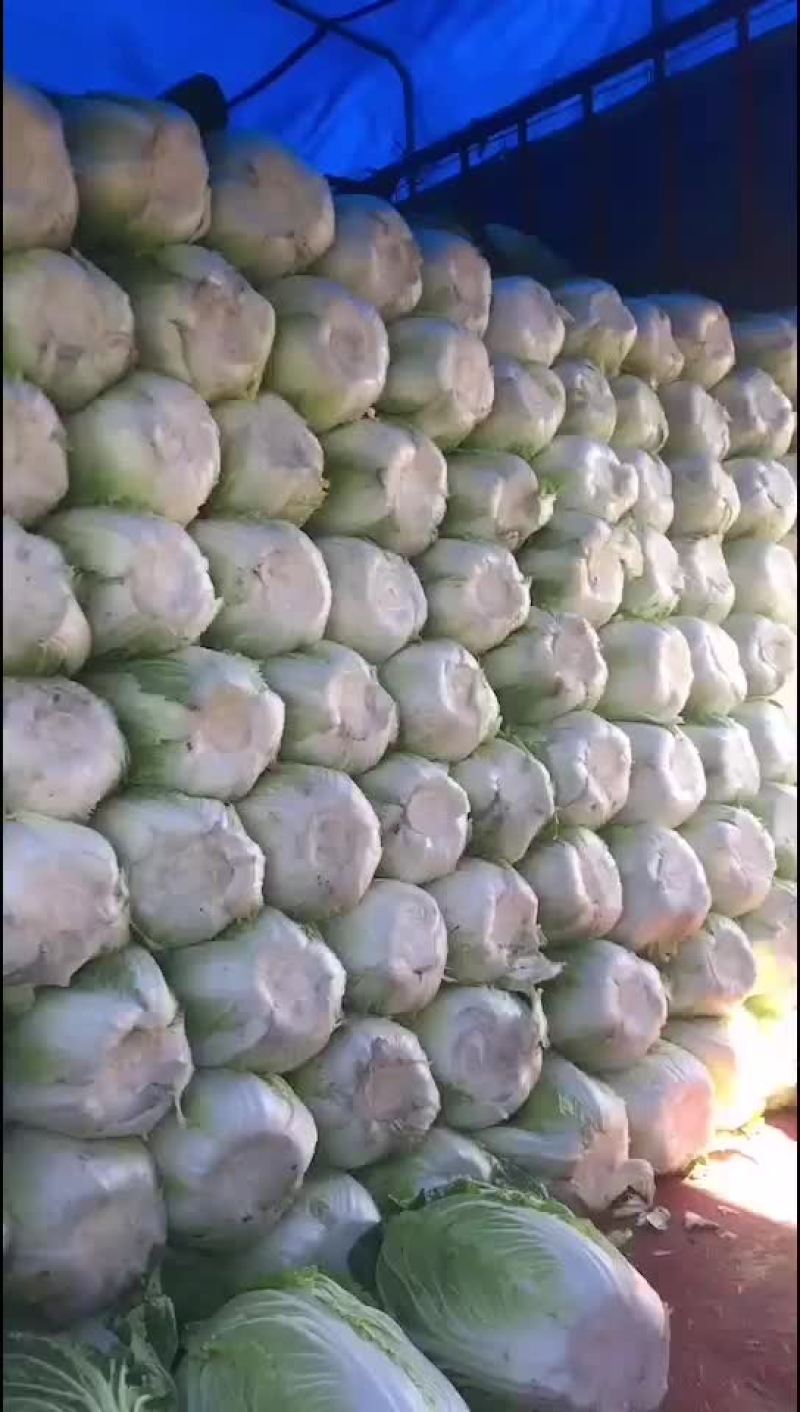 精品白菜，黄心！