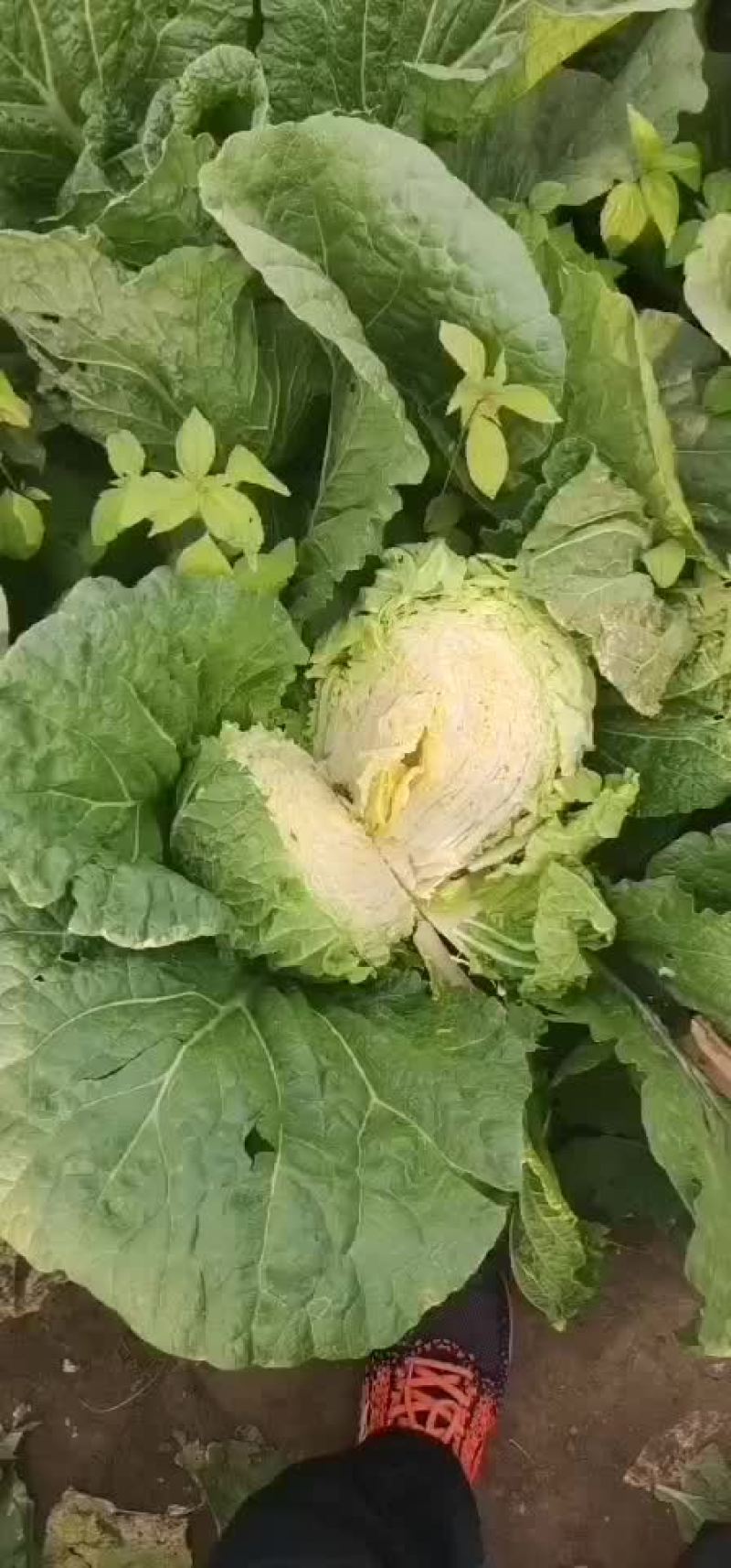 精品白菜，黄心！