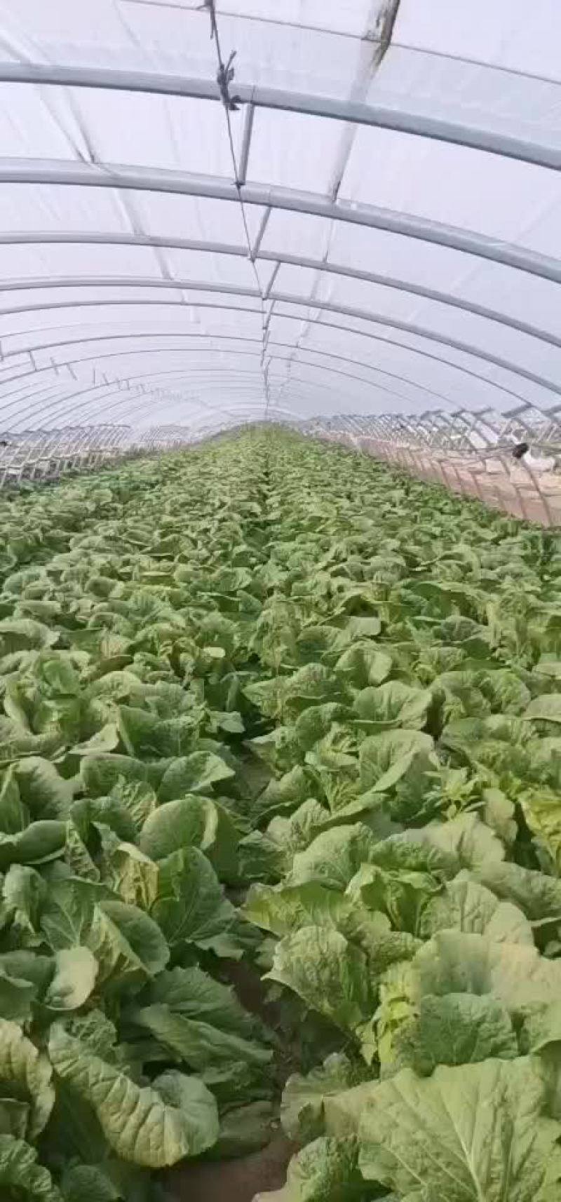 精品白菜，黄心！