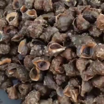 海螺，冬季大量有货，码头一手货源，渤海湾大海螺