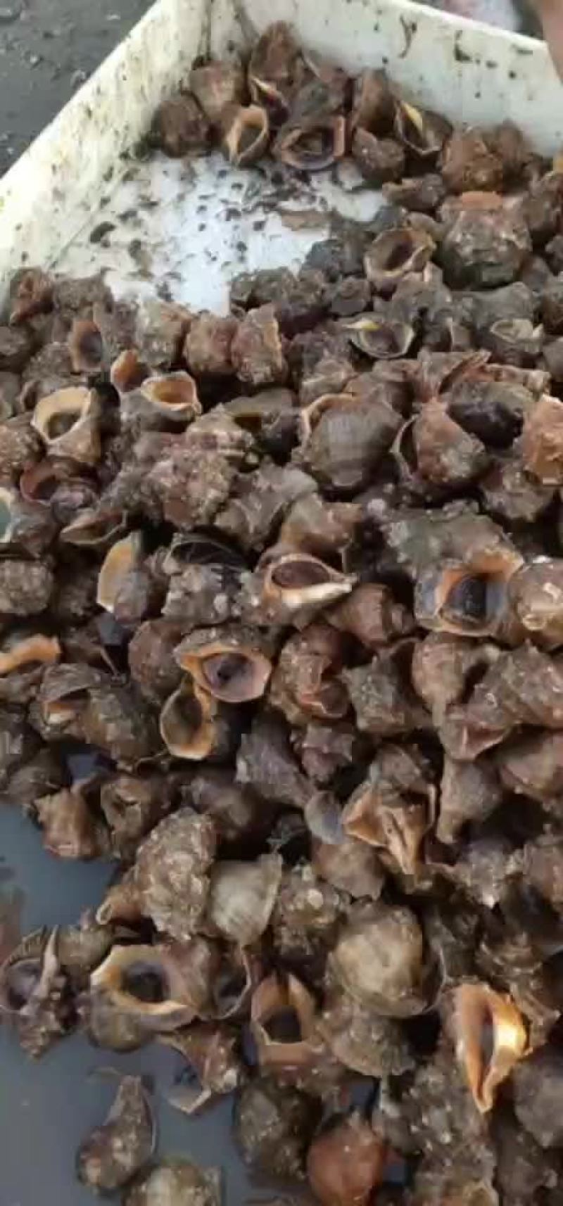 海螺，冬季大量有货，码头一手货源，渤海湾大海螺