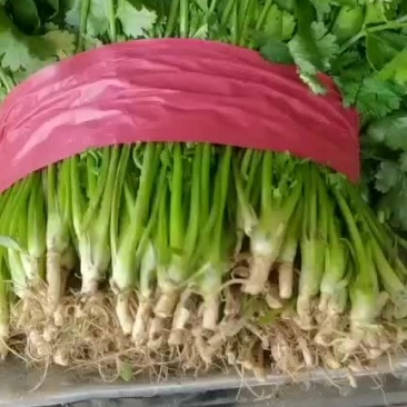 精品香菜