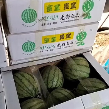 无籽蜜童西瓜，