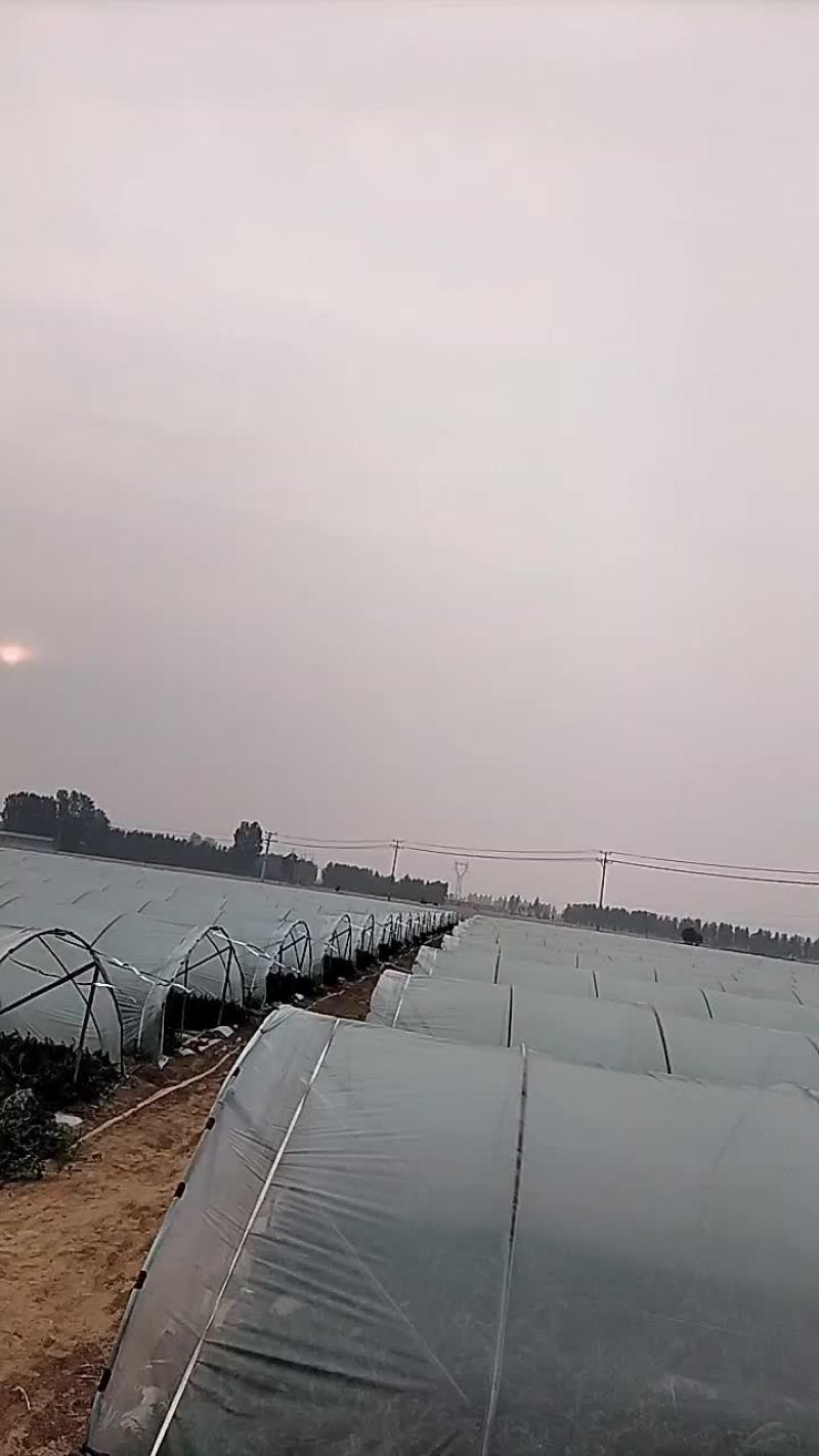 无籽蜜童西瓜，