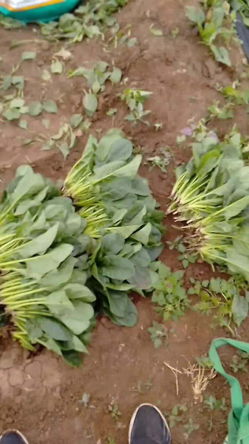 菠菜