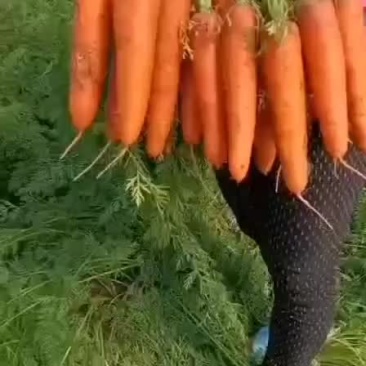 胡萝卜