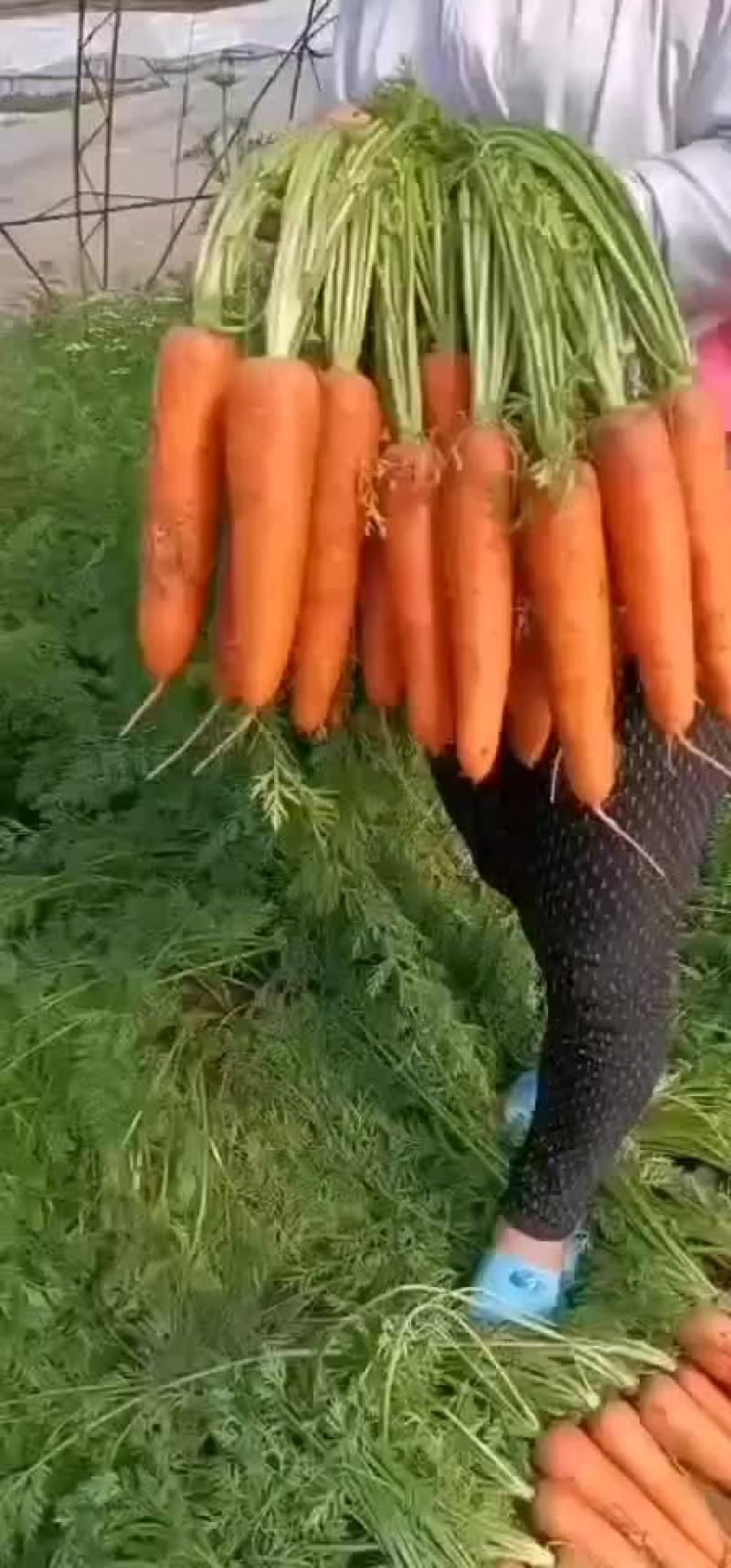 胡萝卜