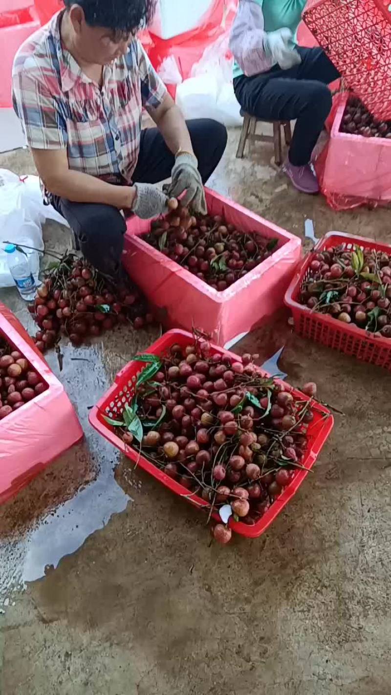 广西钦州黑叶荔！！！！