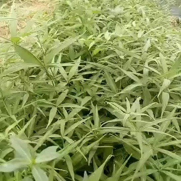 滇黄精苗（多花黄精）两年生50～60公分