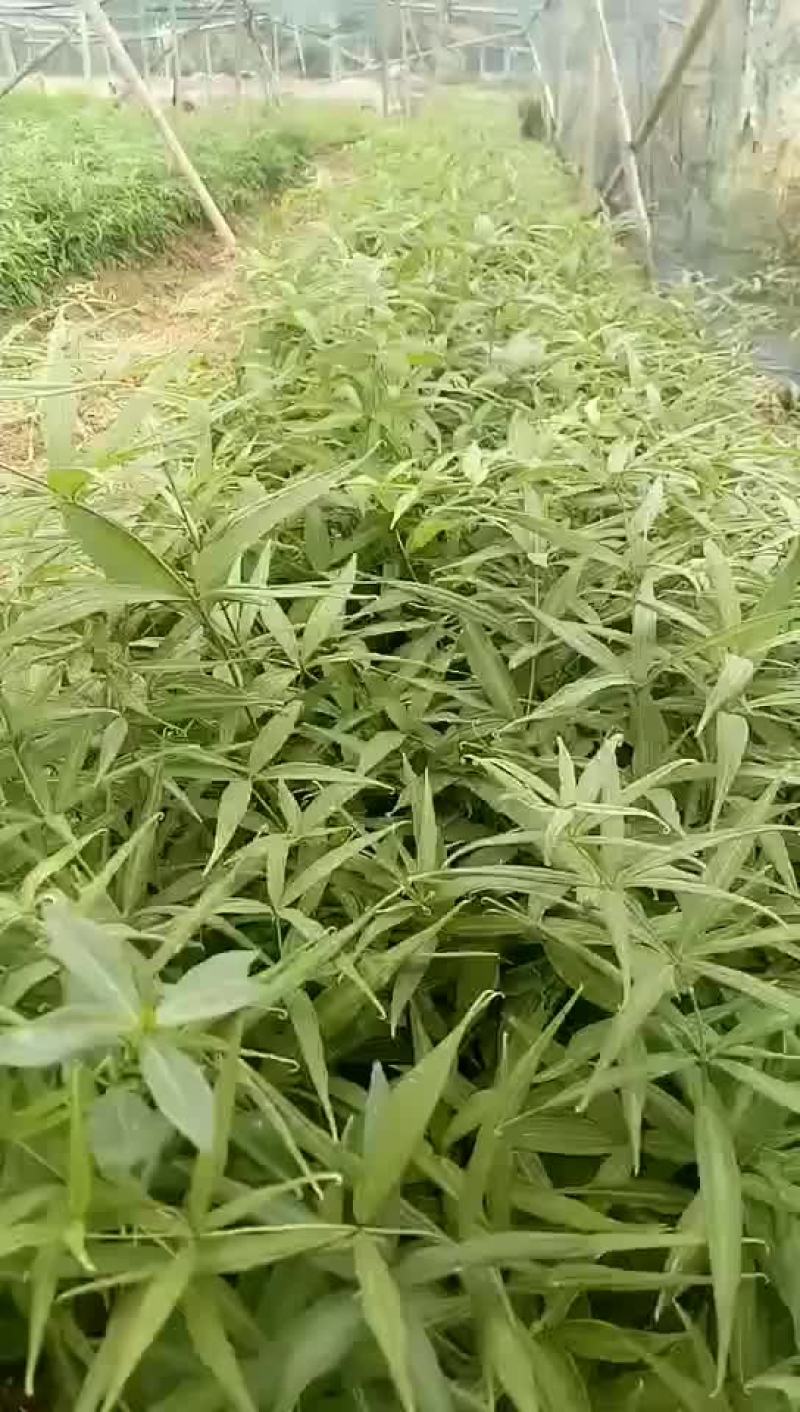 滇黄精苗（多花黄精）两年生50～60公分