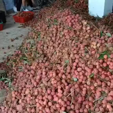 黑叶