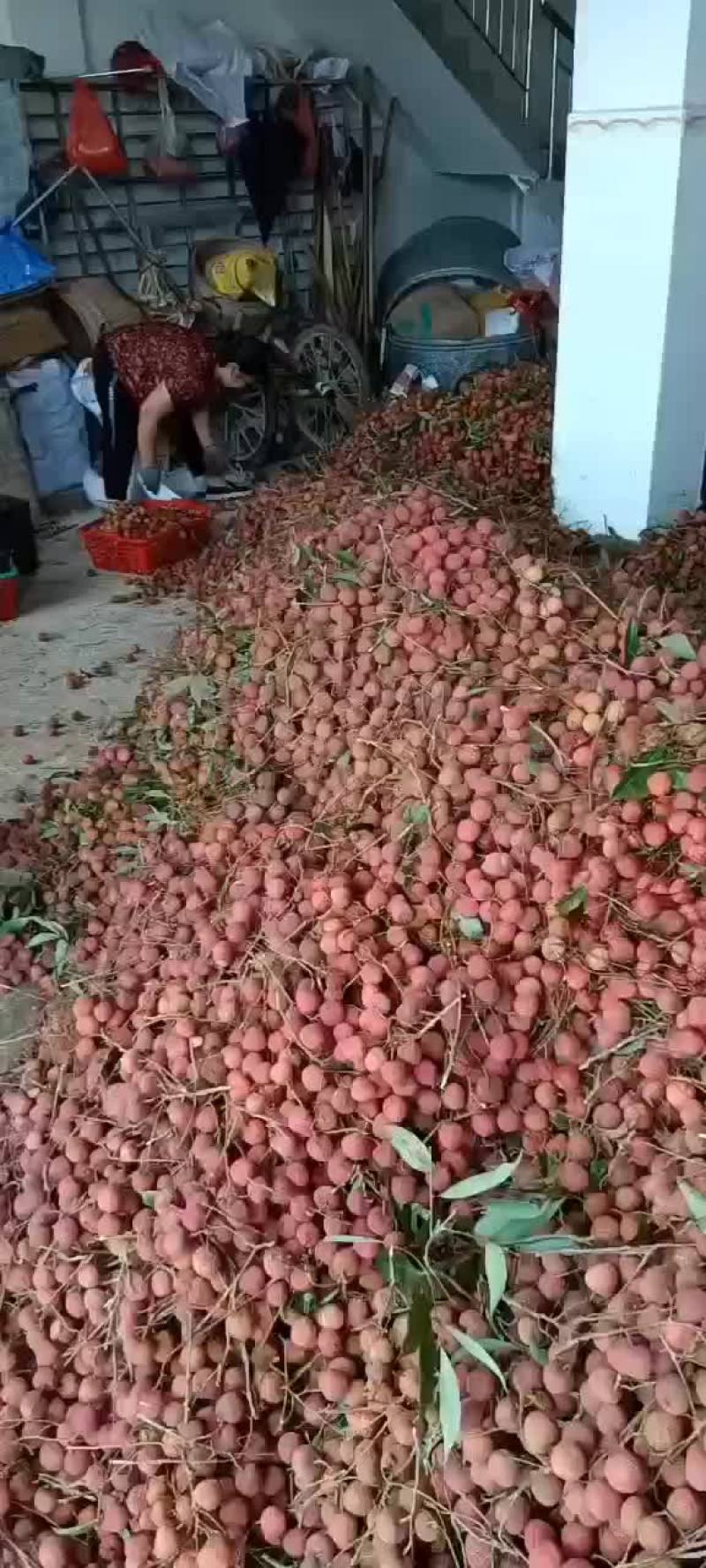 黑叶