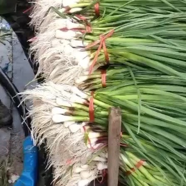 蒜苗