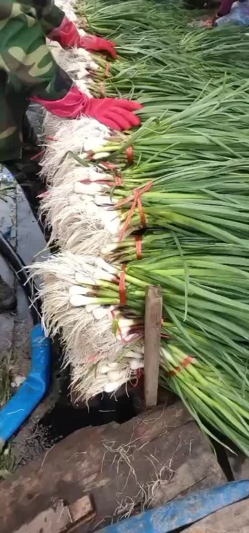 蒜苗