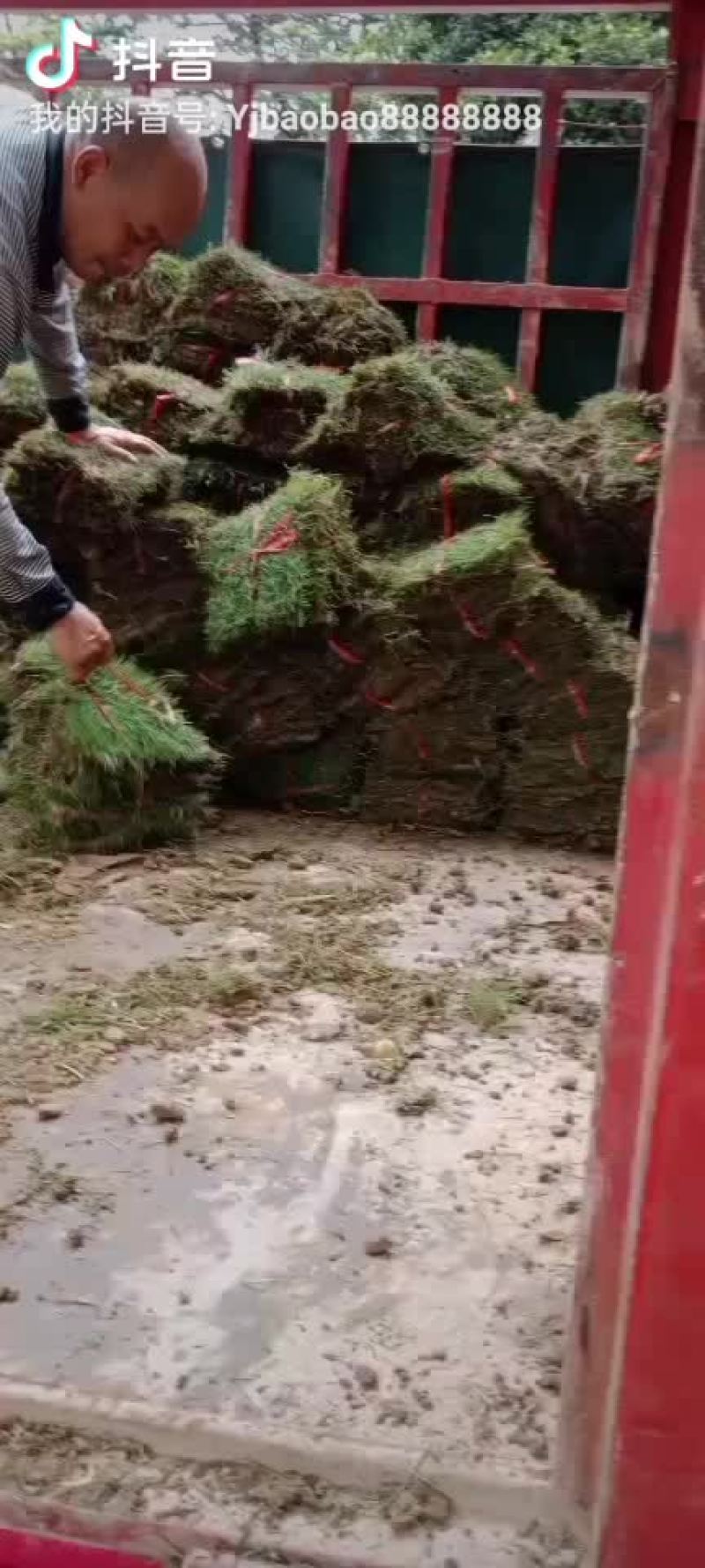 大叶油草，台湾草，马尼拉，兰引三号，一手货源，基地直销