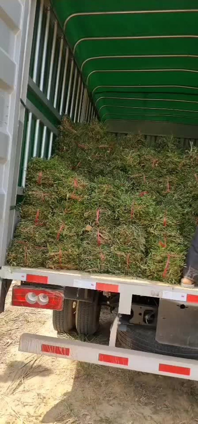 大叶油草，台湾草，马尼拉，兰引三号，一手货源，基地直销