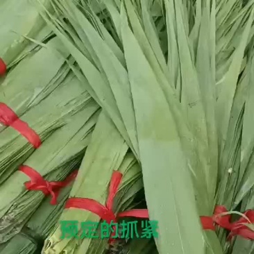 盘锦芦苇粽叶大苇叶