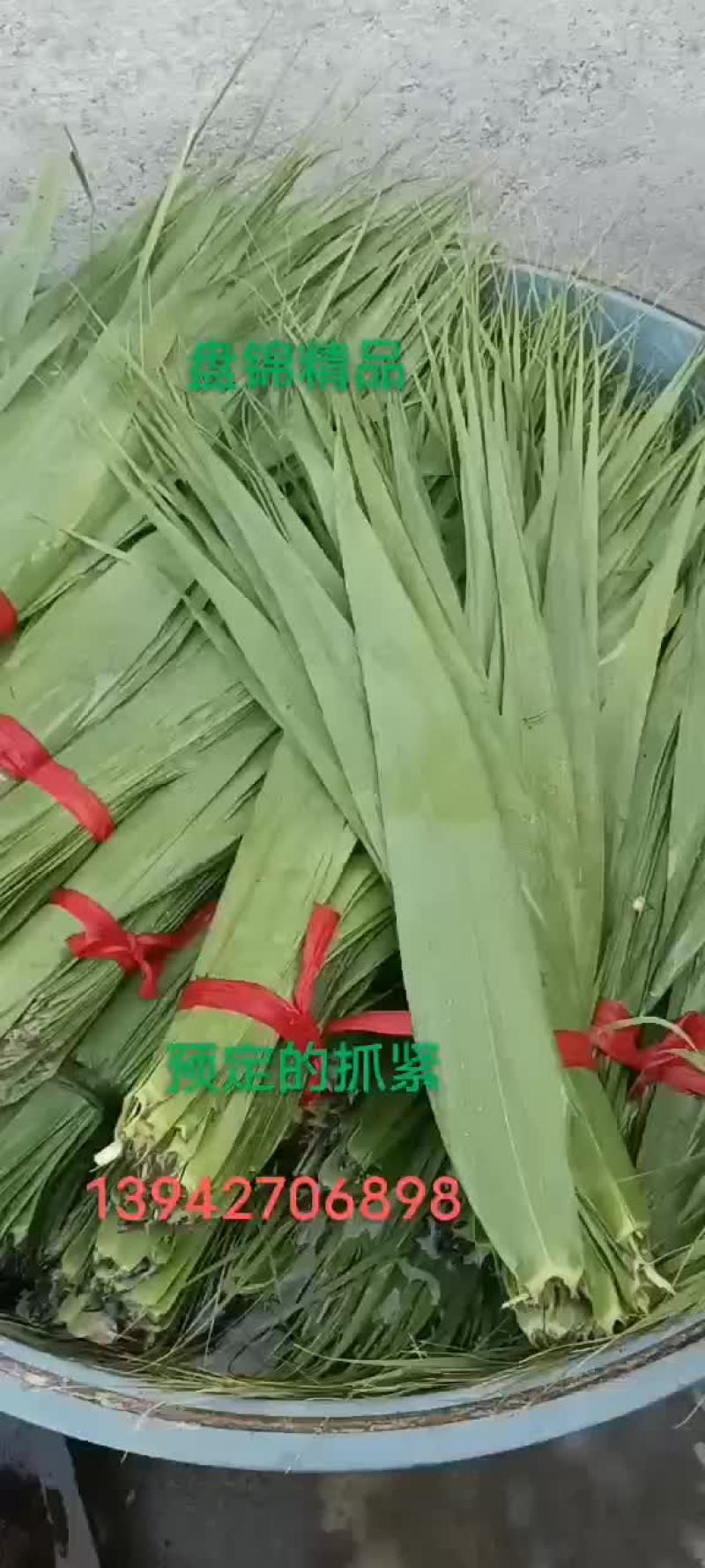 盘锦芦苇粽叶大苇叶