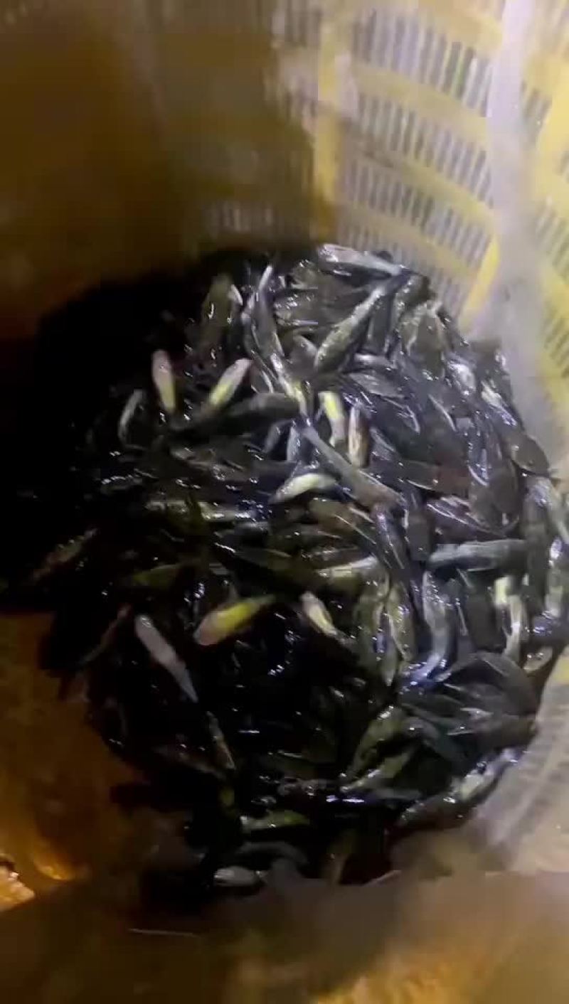 黄颡鱼苗一斤五十尾
