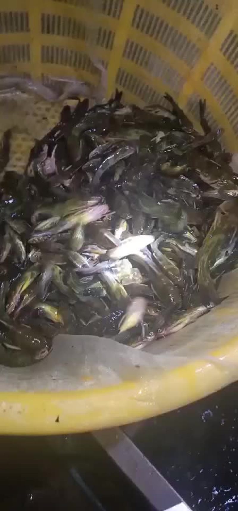 黄颡鱼苗一斤五十尾