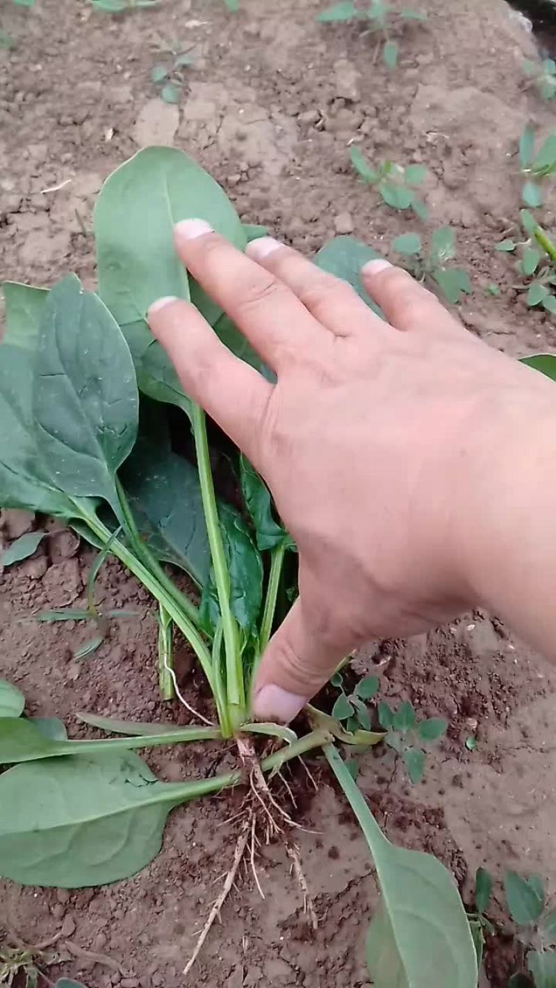 菠菜