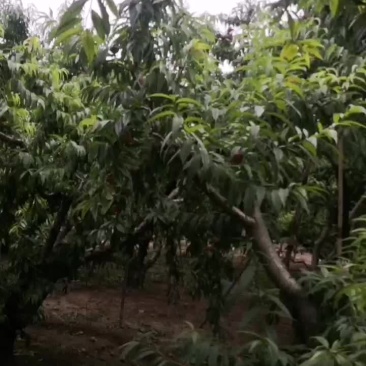 核果仁果类