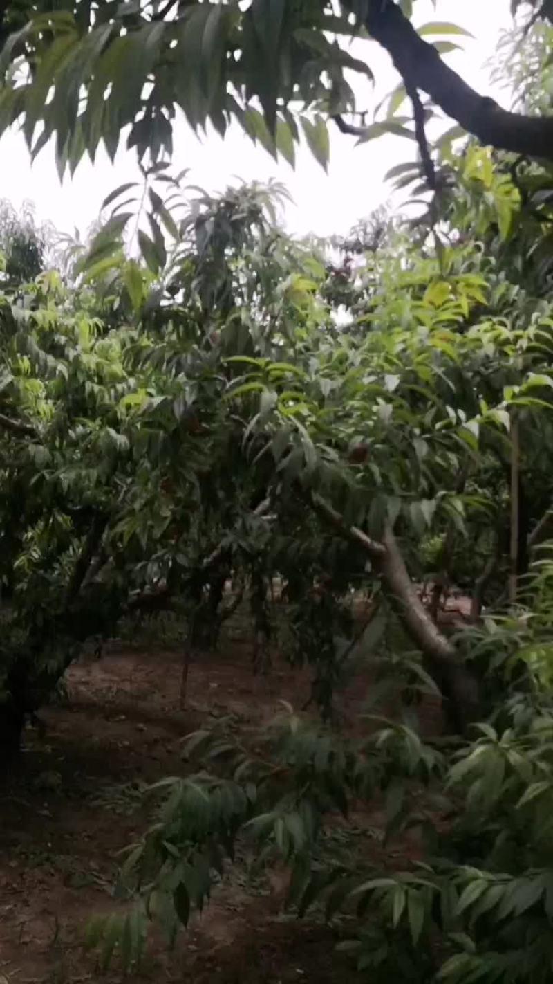 核果仁果类