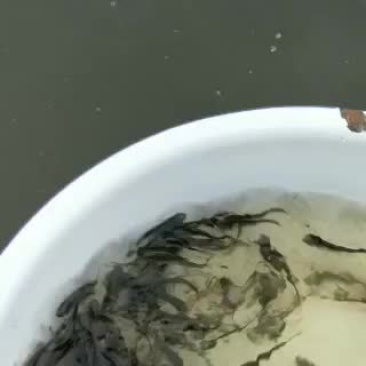 花鲢苗