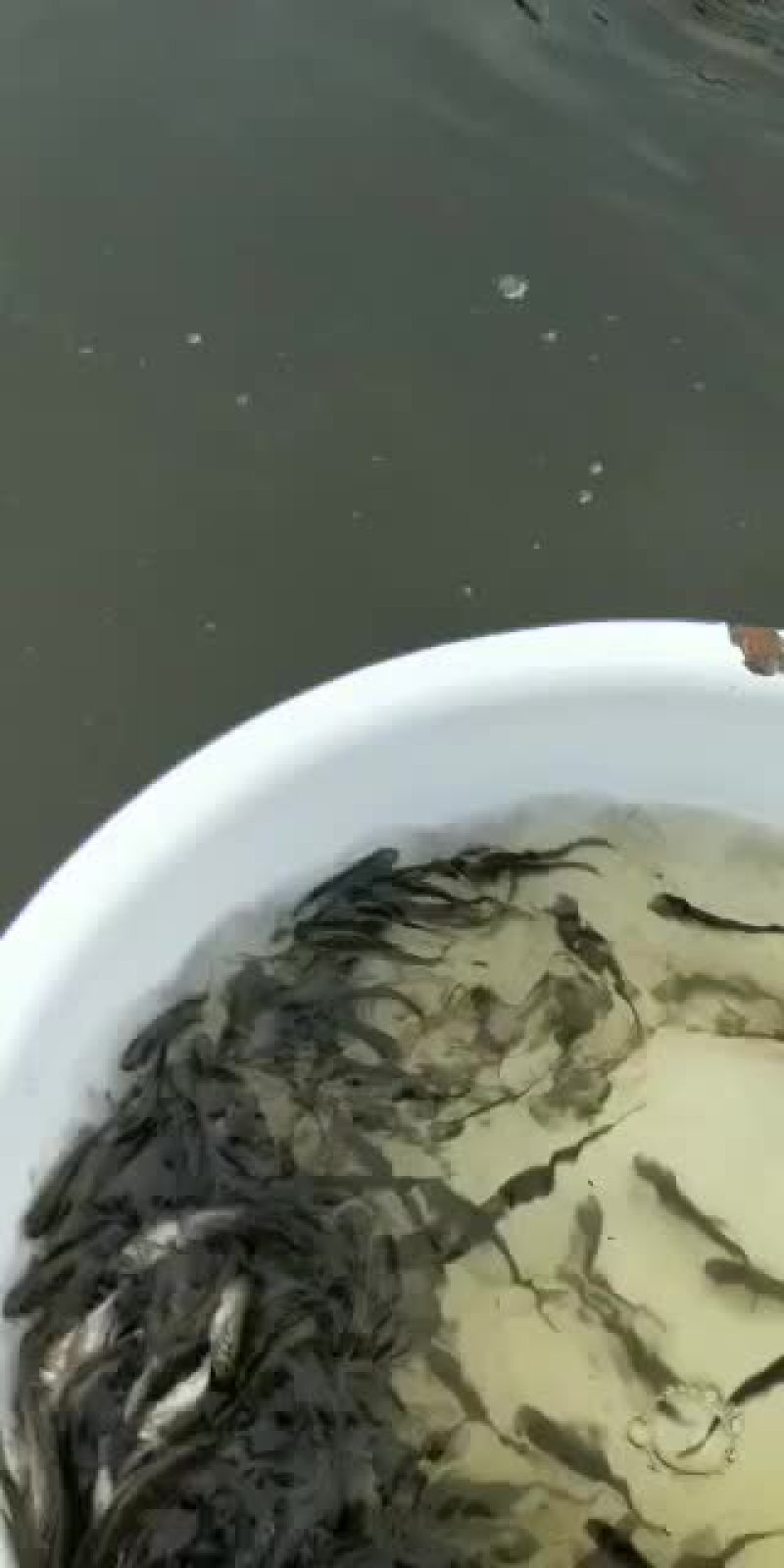花鲢苗