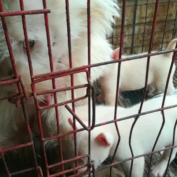 中毛下司犬，品相好猎性动力超好！
