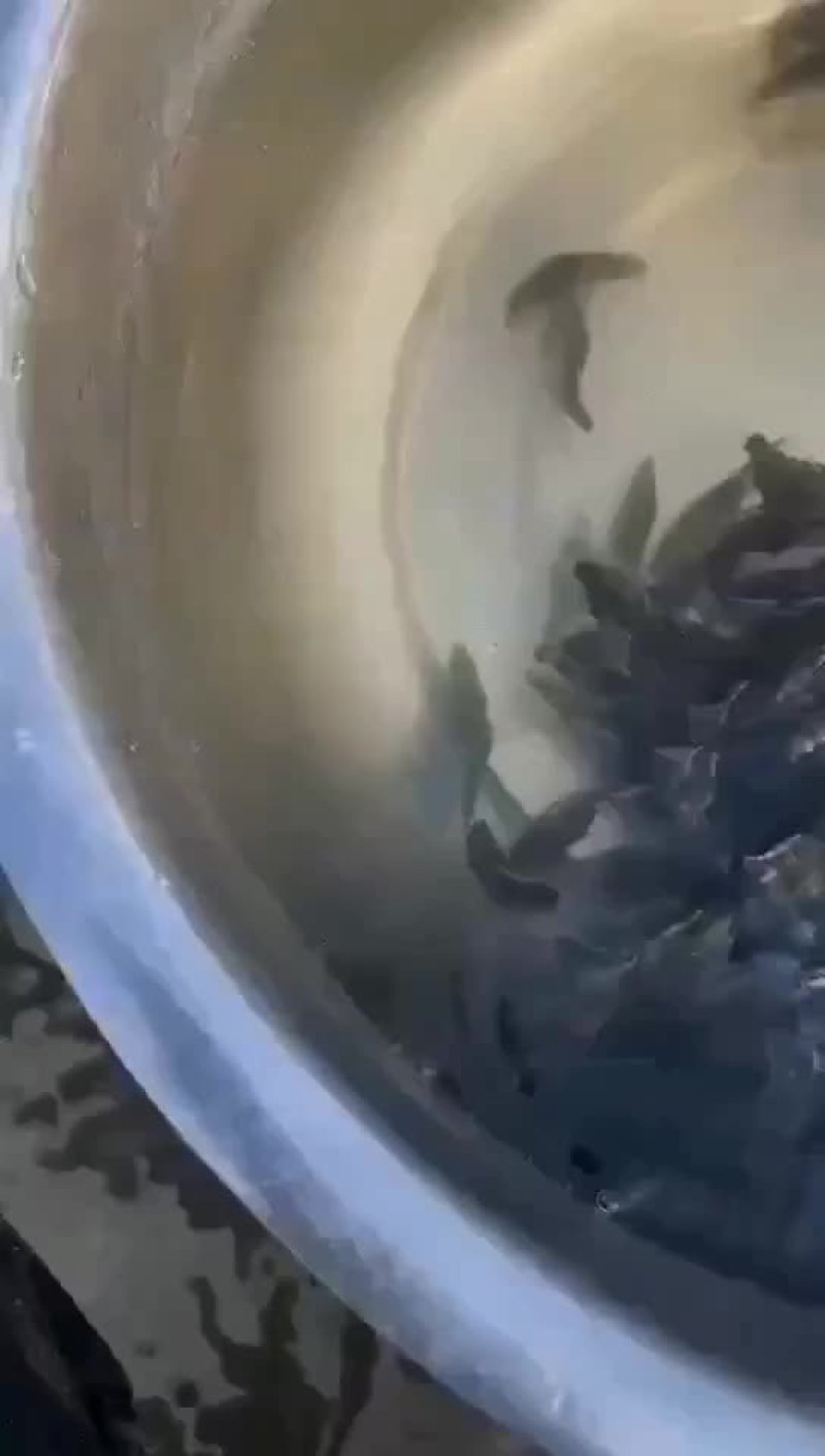 鳜鱼苗，公司专业人员养殖鱼苗彭泽鲫鱼苗，需要迅速联系。