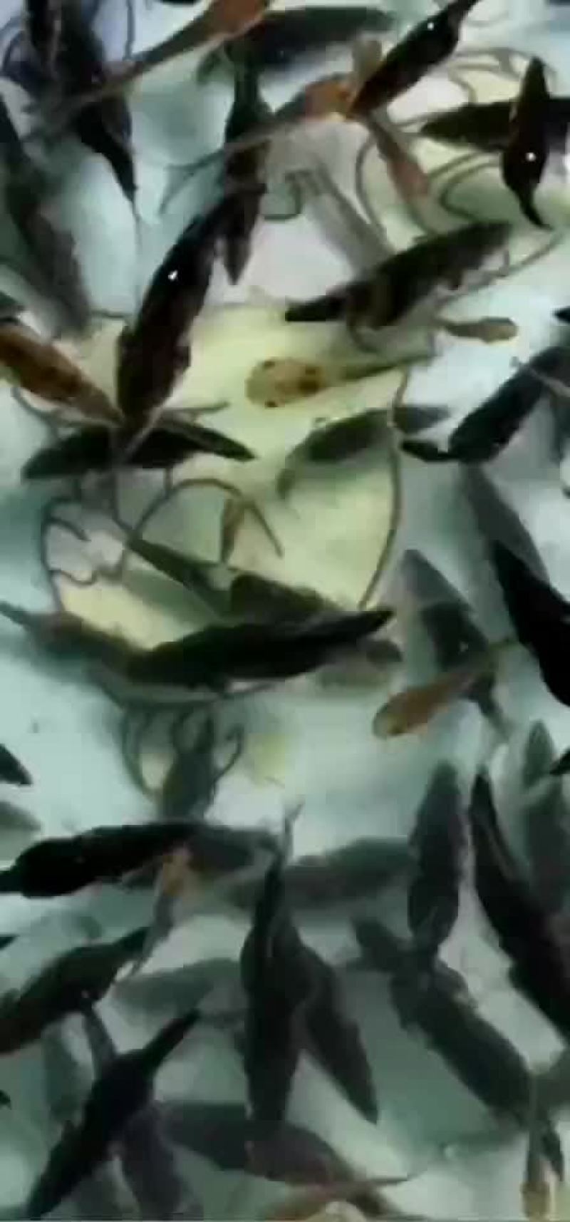 鳜鱼苗，公司专业人员养殖鱼苗彭泽鲫鱼苗，需要迅速联系。