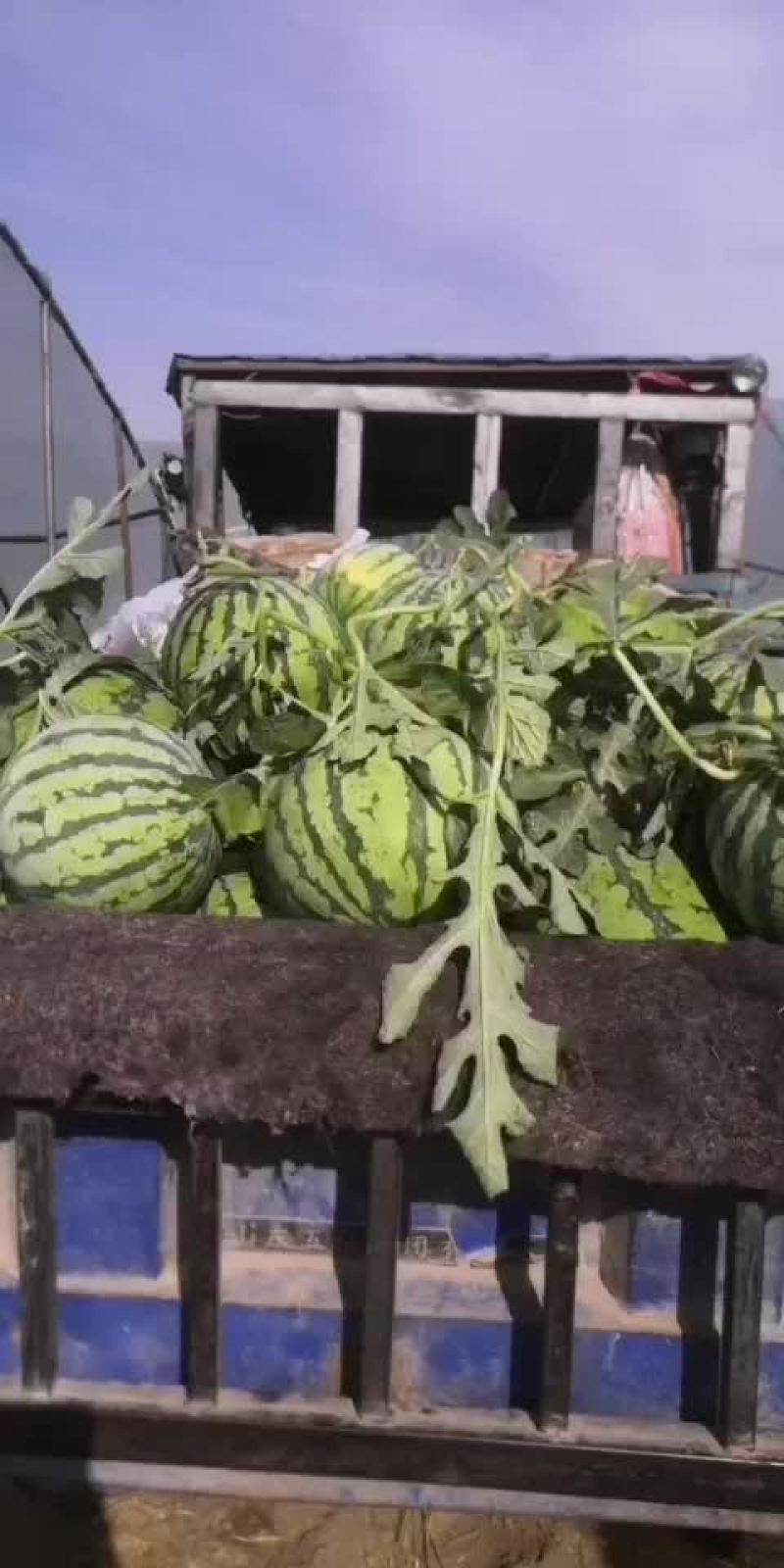 大棚8424西瓜原生苗