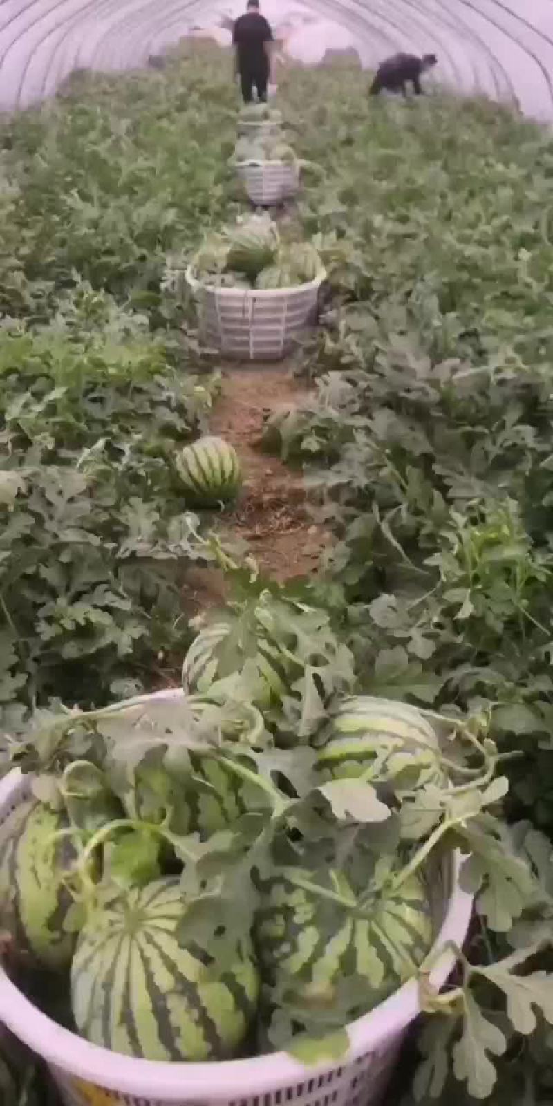 大棚8424西瓜原生苗